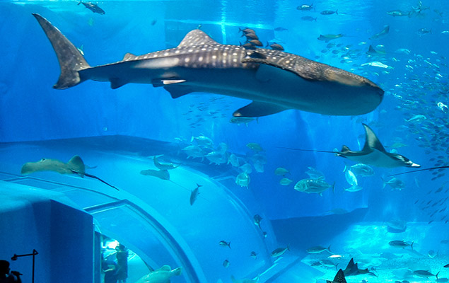 1765422255120947.jpg f8cfba2a9142005f3f50d7db4a8c10f1_3-ocean.jpg